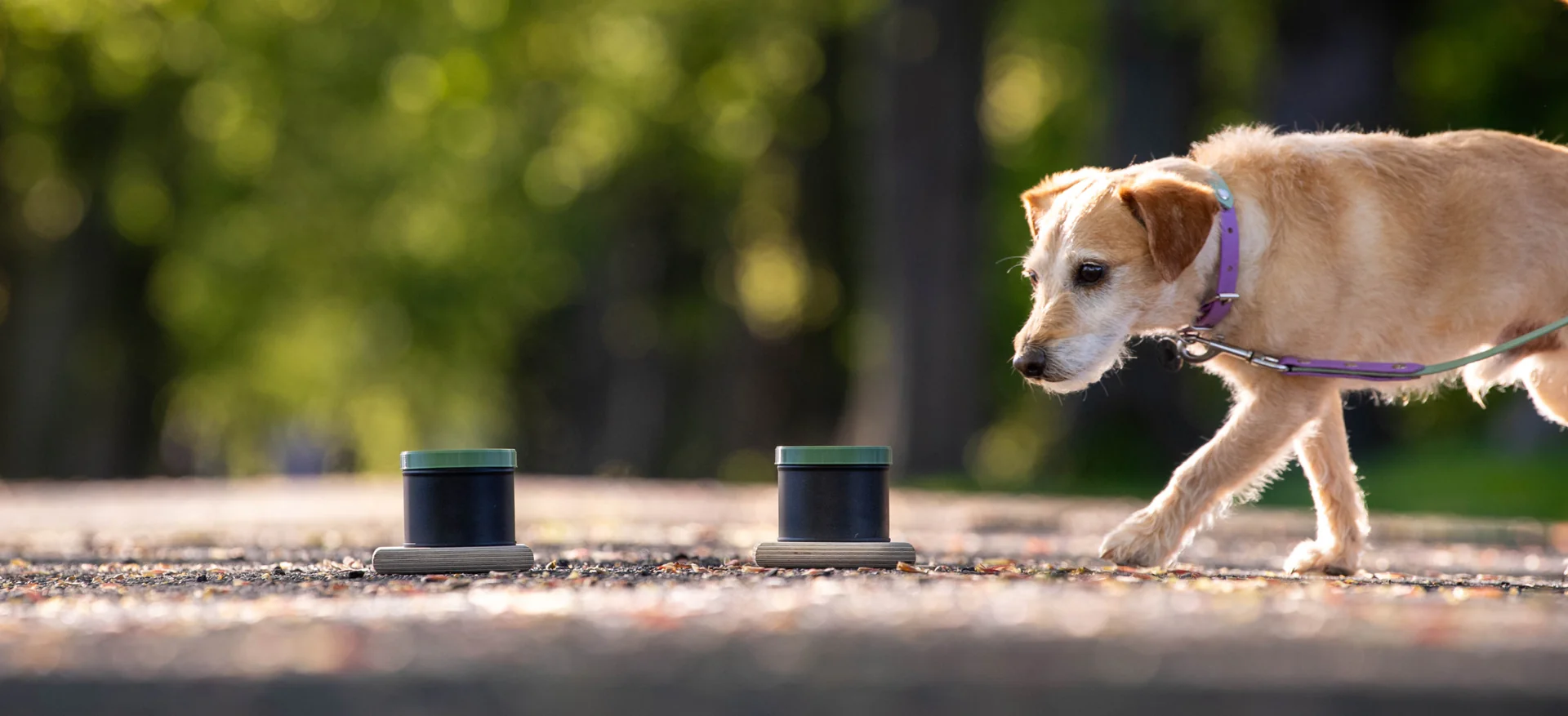 Gear Up for Nose Joy